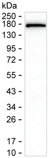 COLEC12